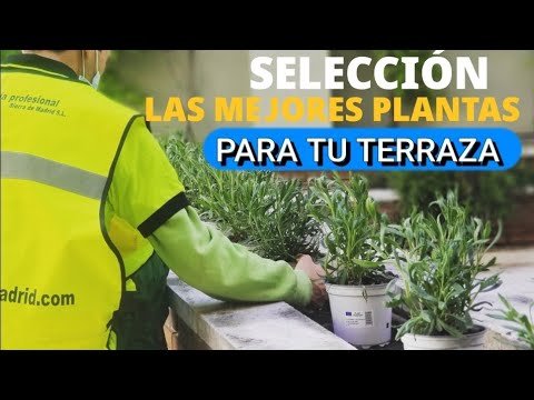 Descubre las Mejores Jardineras para Exteriores: ¡Renueva tu Espacio!